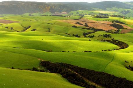 NZ farm 2