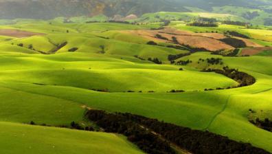 NZ farm 2